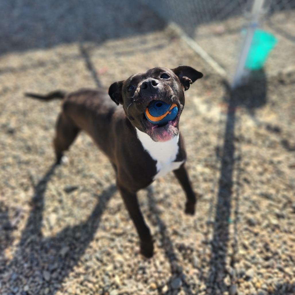 Lexi, a Adoptable Pit Bull Terrier in North Battleford, SK image 2/6