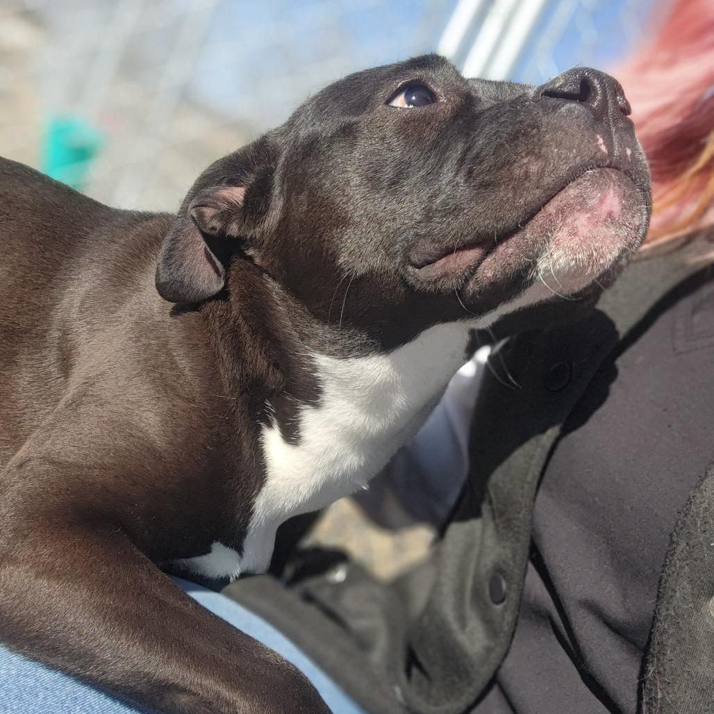 Lexi, a Adoptable Pit Bull Terrier in North Battleford, SK image 3/6