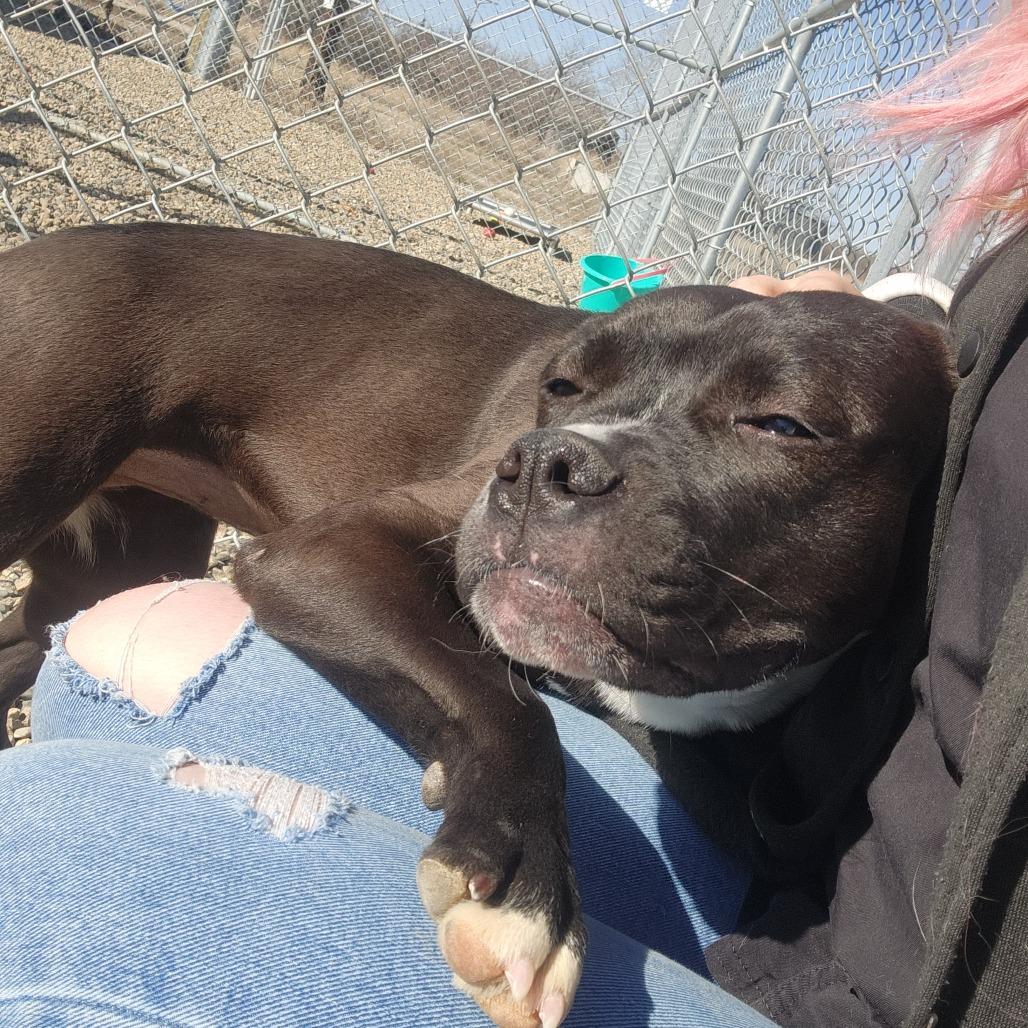 Lexi, a Adoptable Pit Bull Terrier in North Battleford, SK image 4/6