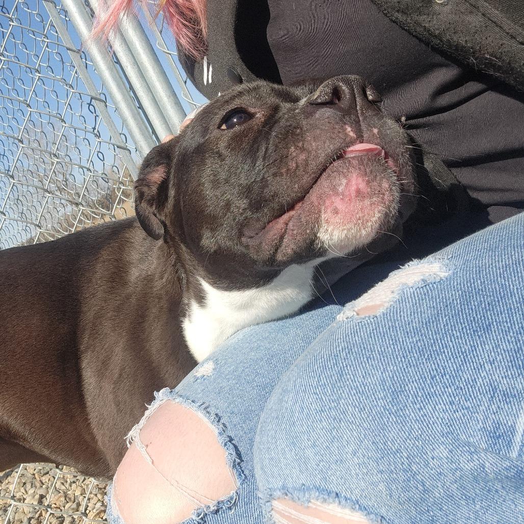 Lexi, a Adoptable Pit Bull Terrier in North Battleford, SK image 5/6