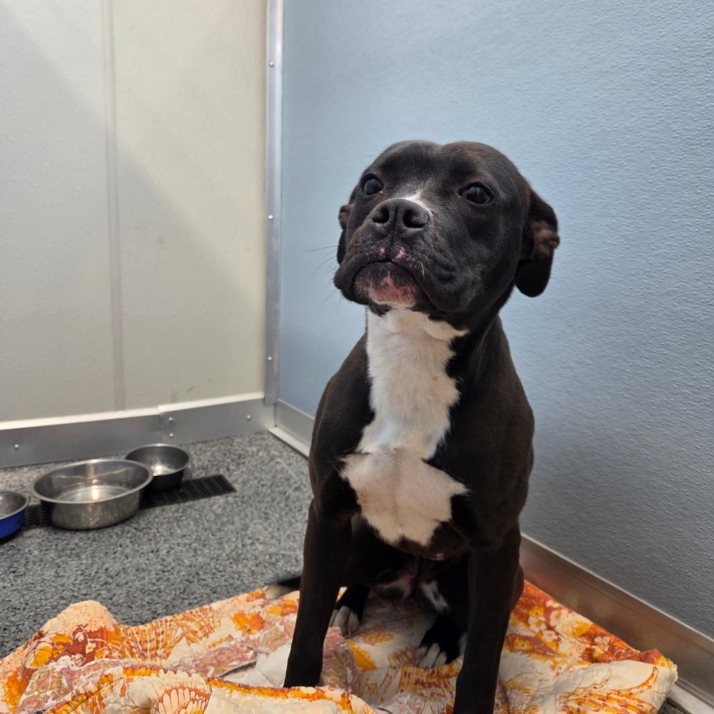 Lexi, a Adoptable Pit Bull Terrier in North Battleford, SK image 6/6