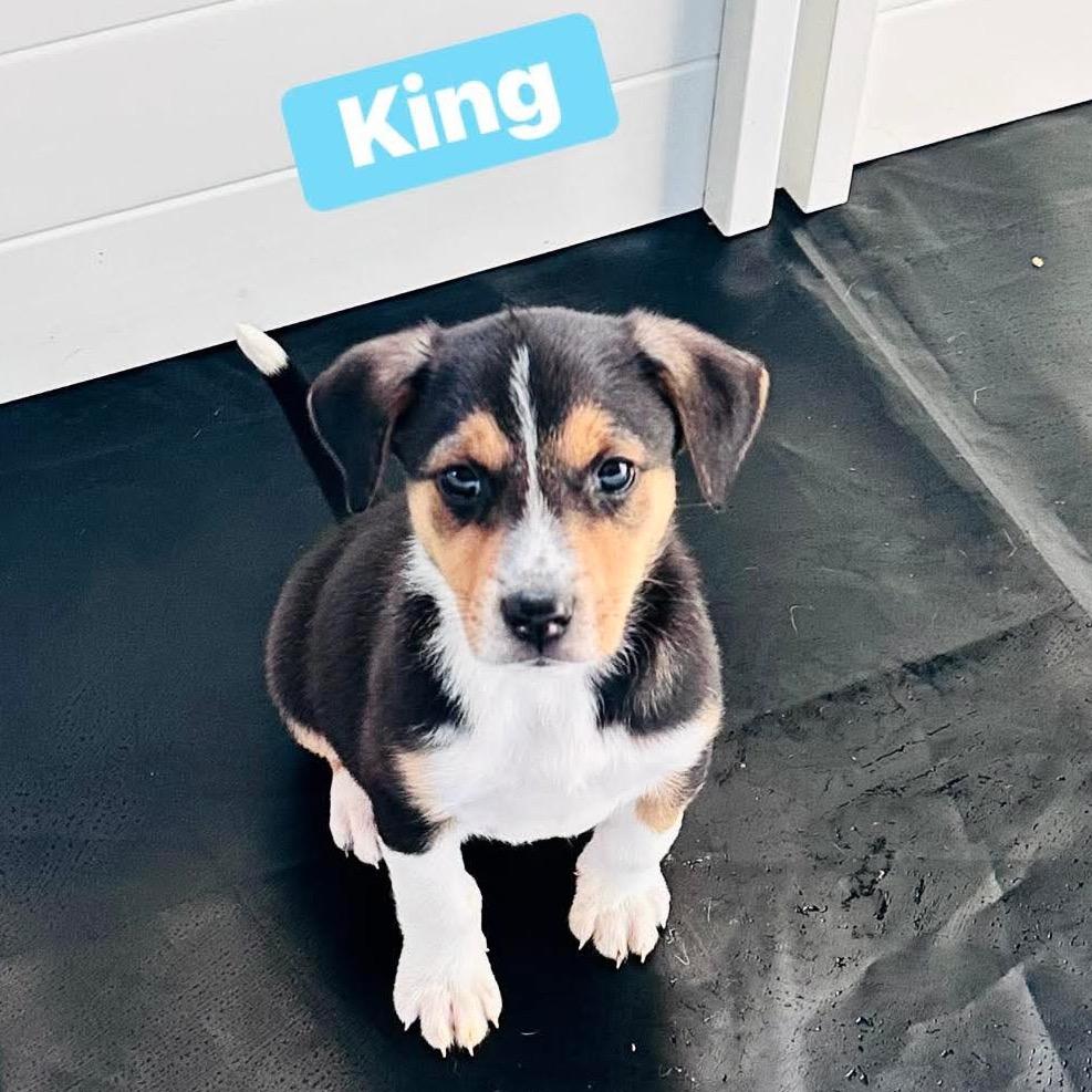 Enlarge King (Burger King), a Adoptable mixed breed in St. Charles, MO image 1/1
