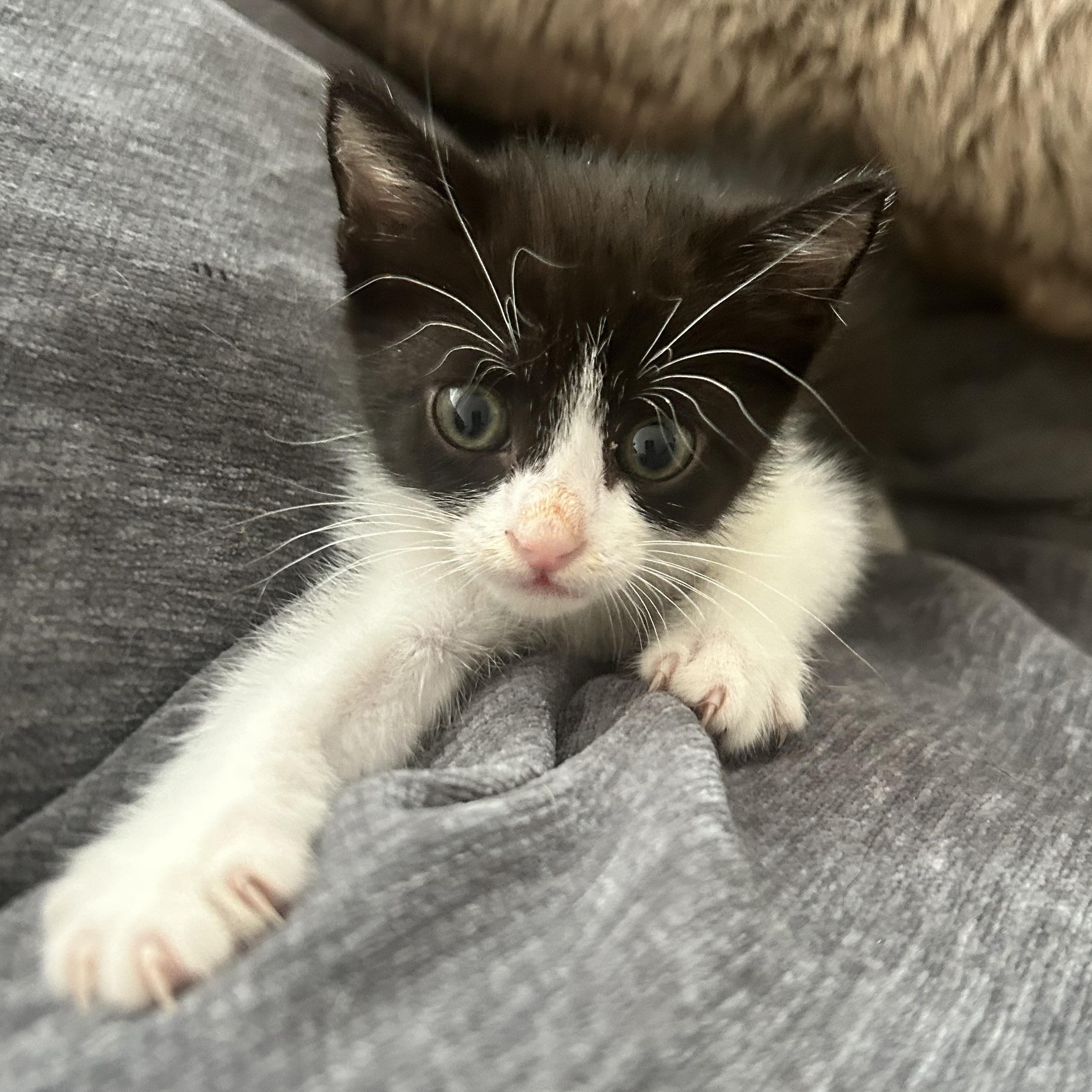 Enlarge Dolly Parton, a ADOPTABLE American Shorthair in Lilburn, GA image 1/6