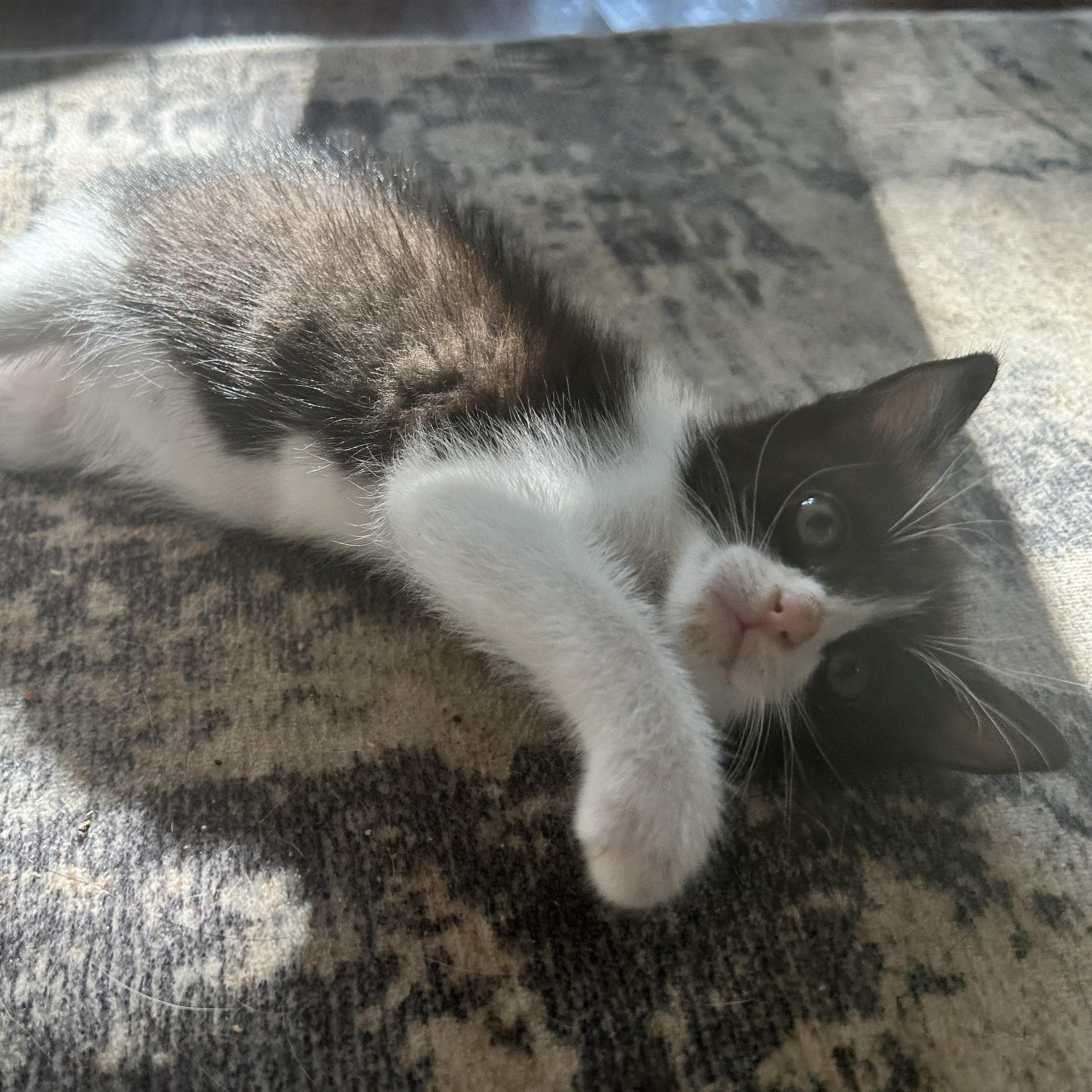Enlarge Dolly Parton, a ADOPTABLE American Shorthair in Lilburn, GA image 3/6