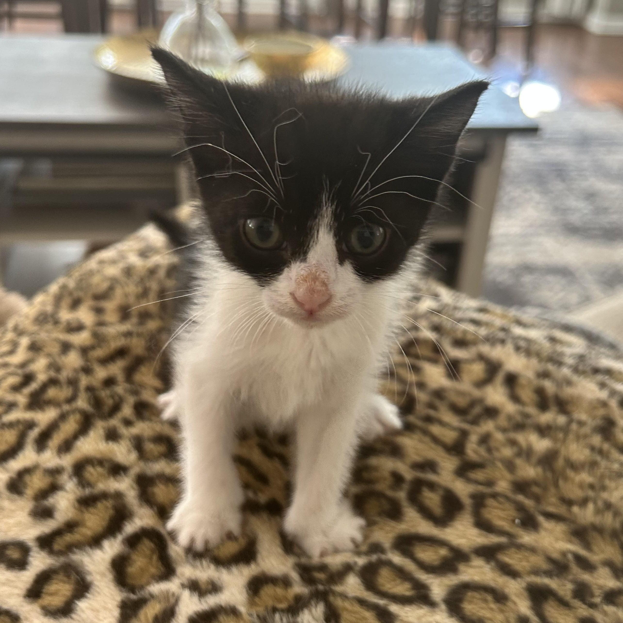Enlarge Dolly Parton, a ADOPTABLE American Shorthair in Lilburn, GA image 2/6