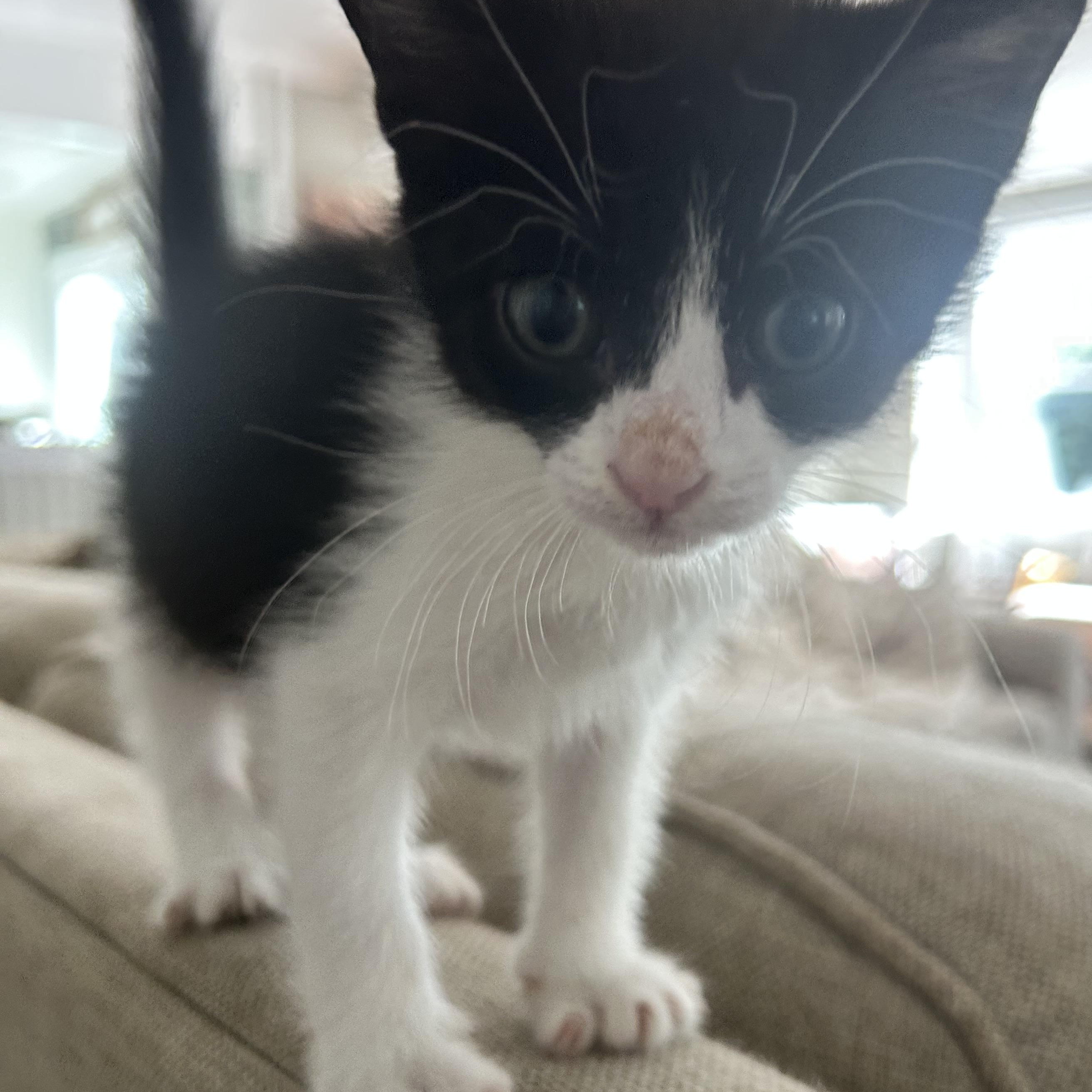 Enlarge Dolly Parton, a ADOPTABLE American Shorthair in Lilburn, GA image 5/6