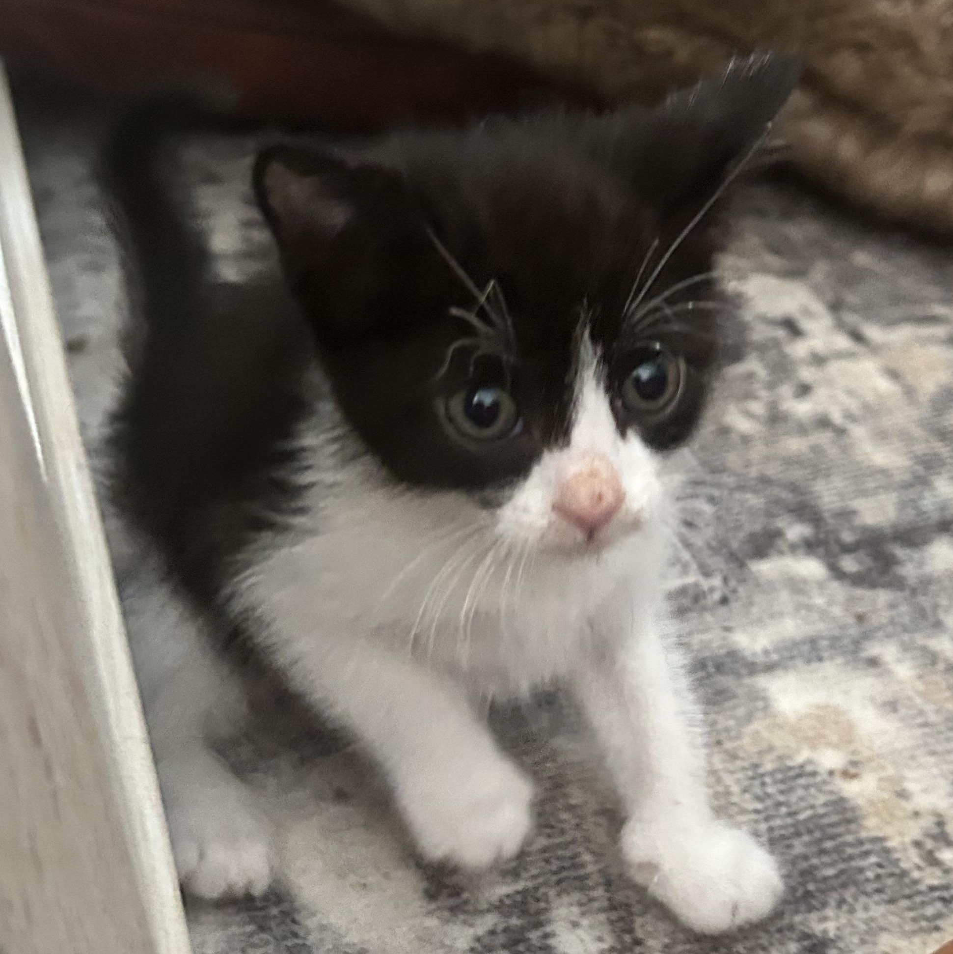 Enlarge Dolly Parton, a ADOPTABLE American Shorthair in Lilburn, GA image 6/6