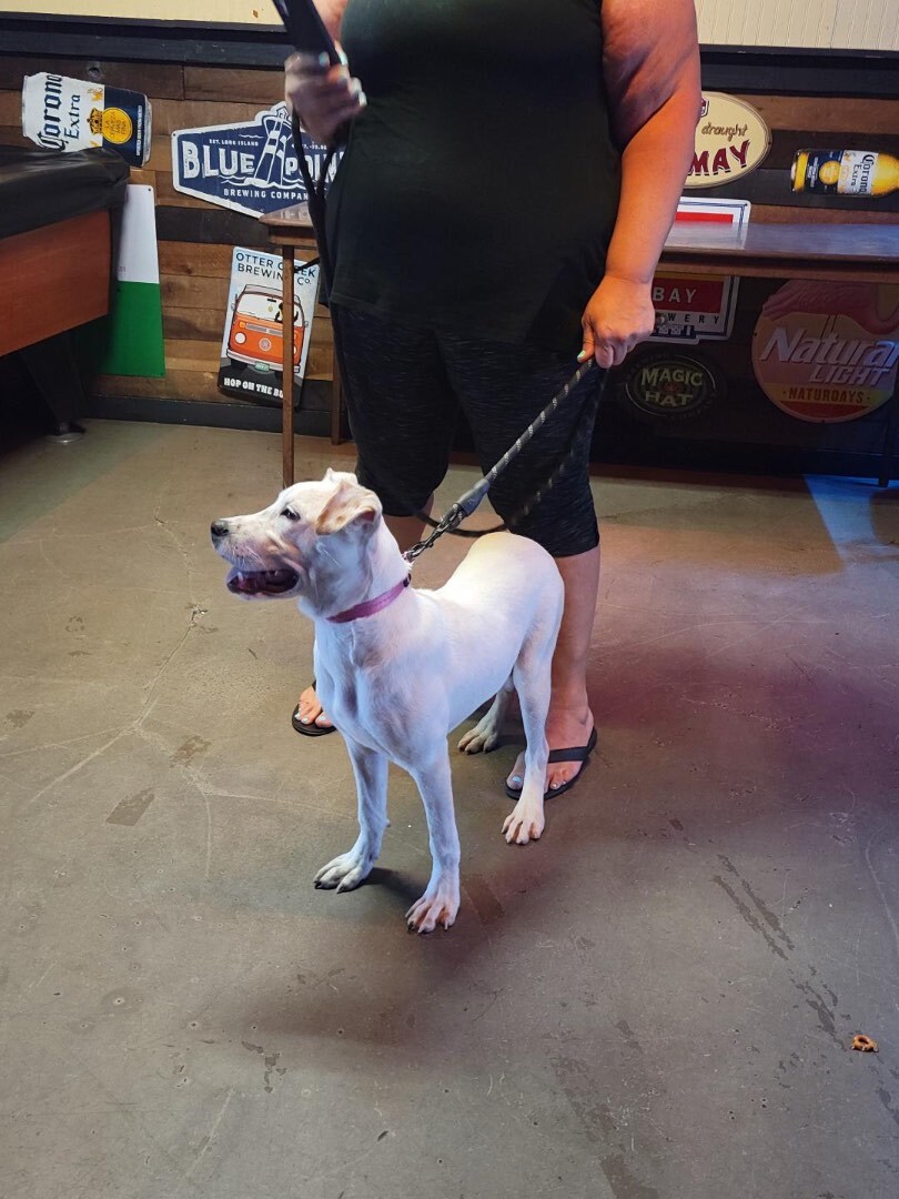 Enlarge Nova, a Adoptable mixed breed in Far Rockaway, NY image 1/3