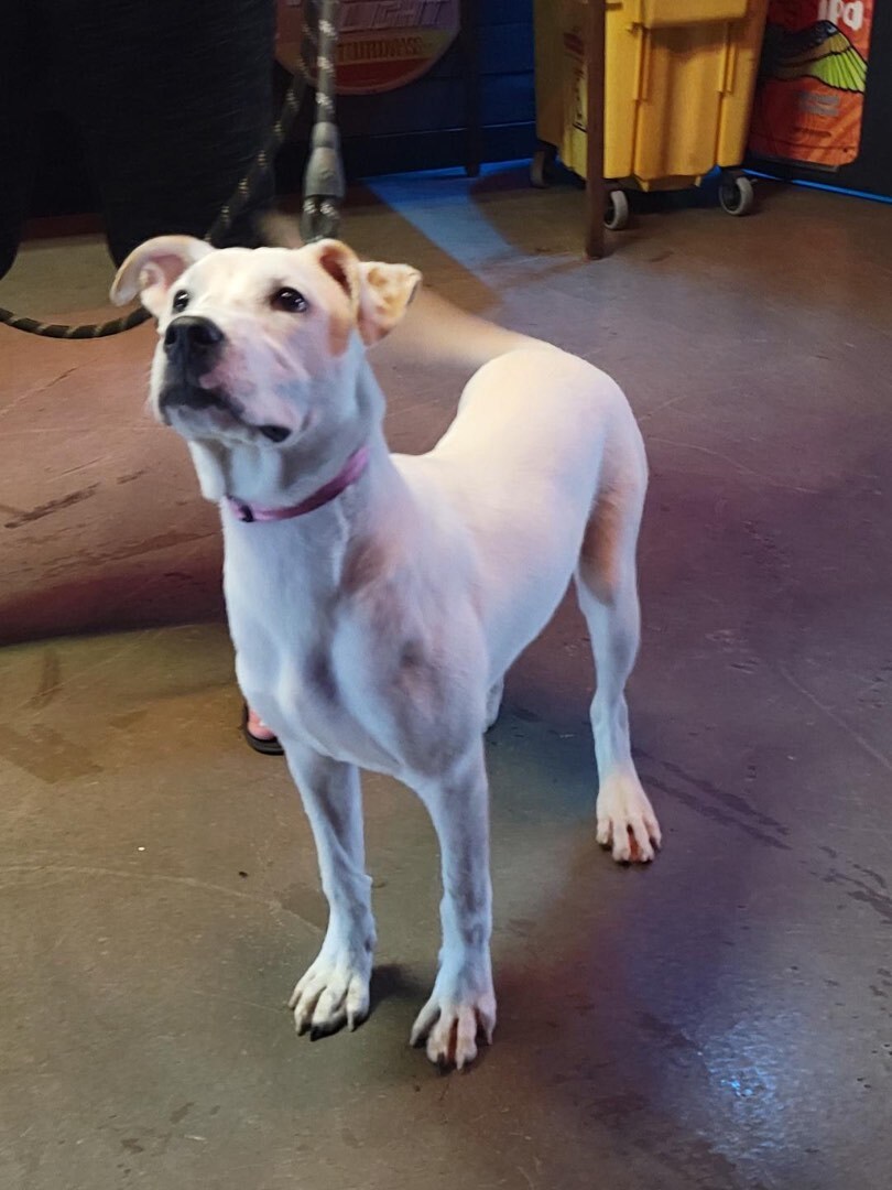 Enlarge Nova, a Adoptable mixed breed in Far Rockaway, NY image 2/3