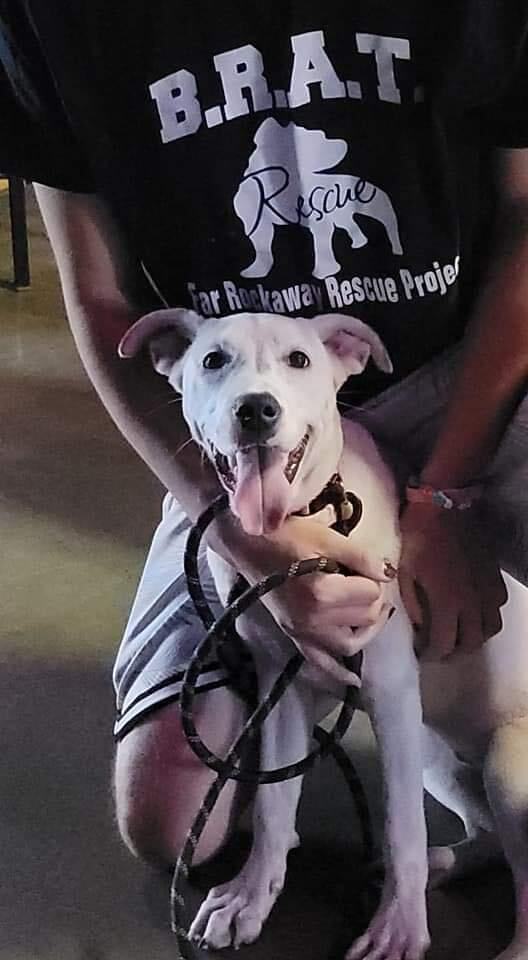 Enlarge Nova, a Adoptable mixed breed in Far Rockaway, NY image 3/3