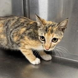 Enlarge Muffin, an adopted Domestic Short Hair in Converse, TX image 1/1