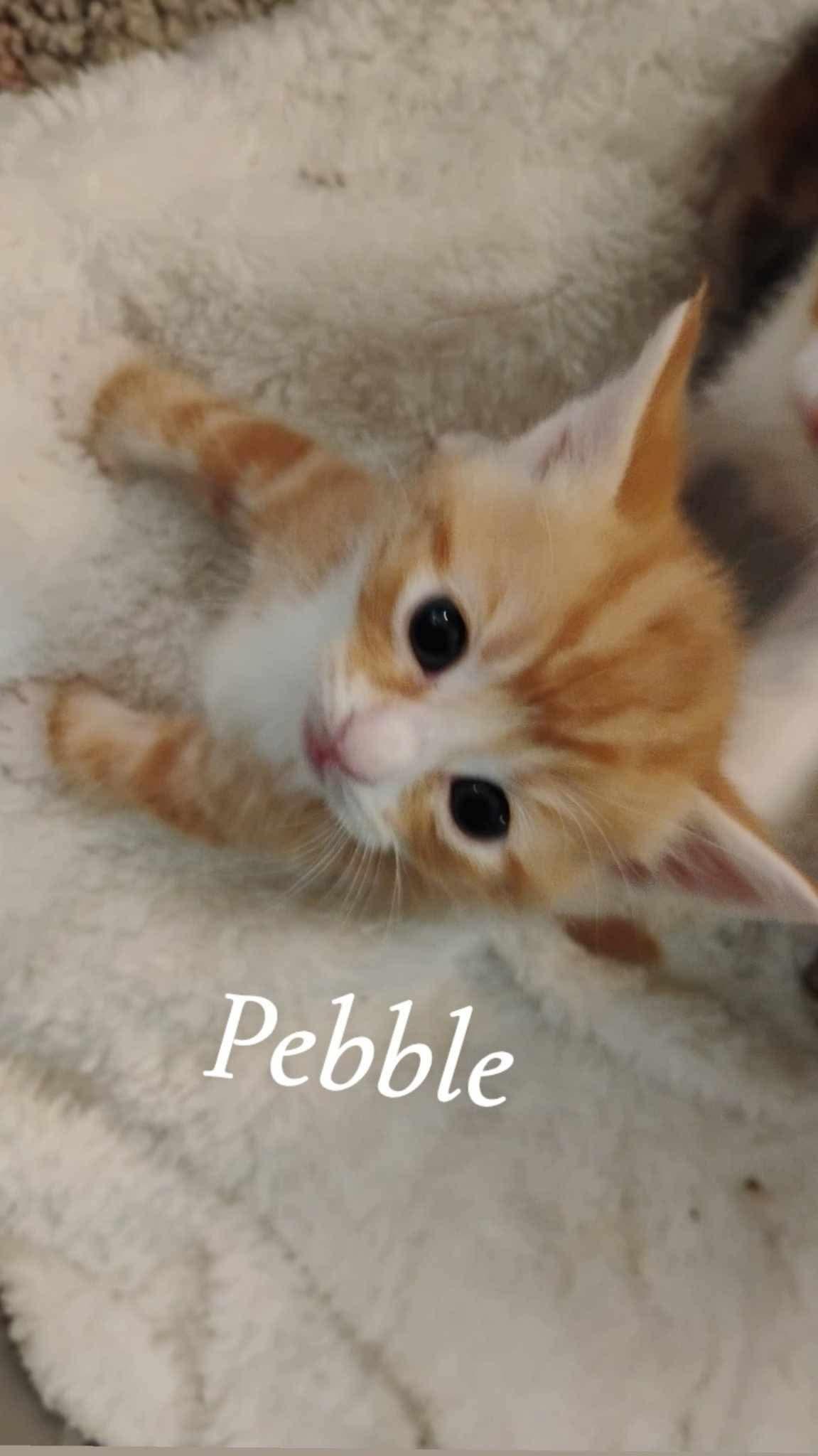 Pebble