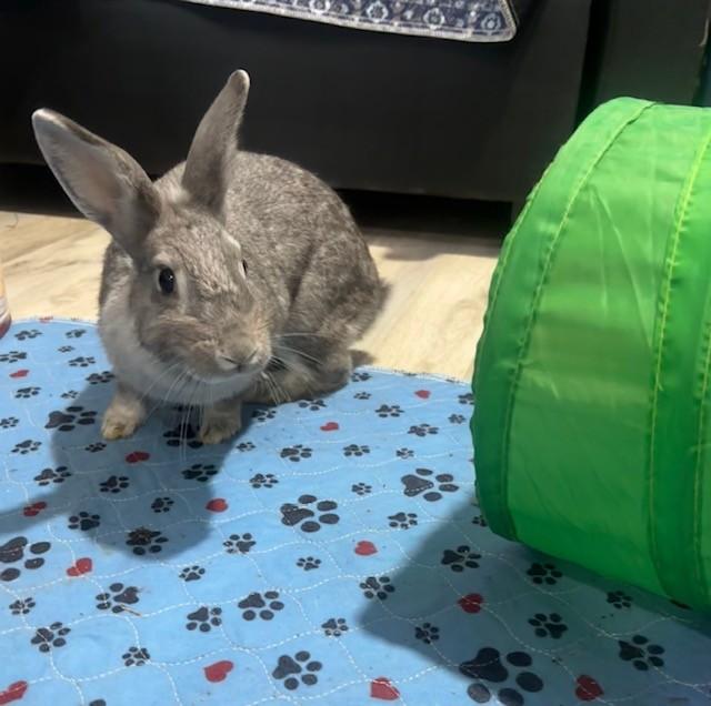 Sugar, Adopted, Adult Female Chinchilla.