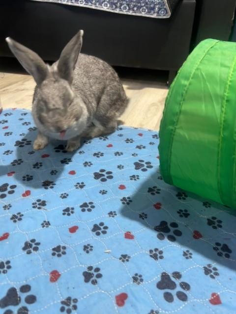 Enlarge Sugar, a Adopted Chinchilla in Navarre, FL image 2/4