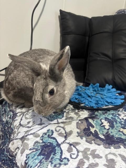 Enlarge Sugar, a Adopted Chinchilla in Navarre, FL image 3/4