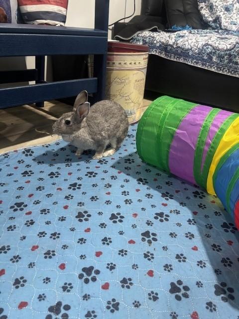 Enlarge Sugar, a Adopted Chinchilla in Navarre, FL image 4/4