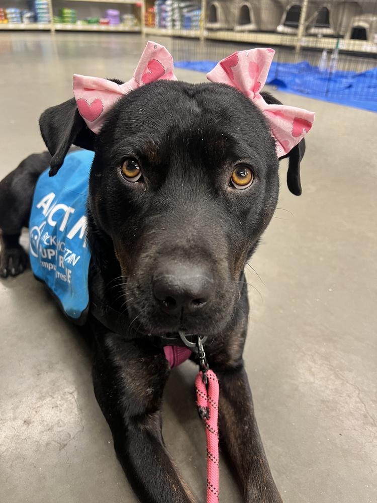 Enlarge LEIA, a Adoptable mixed breed in Broomfield, CO image 1/6