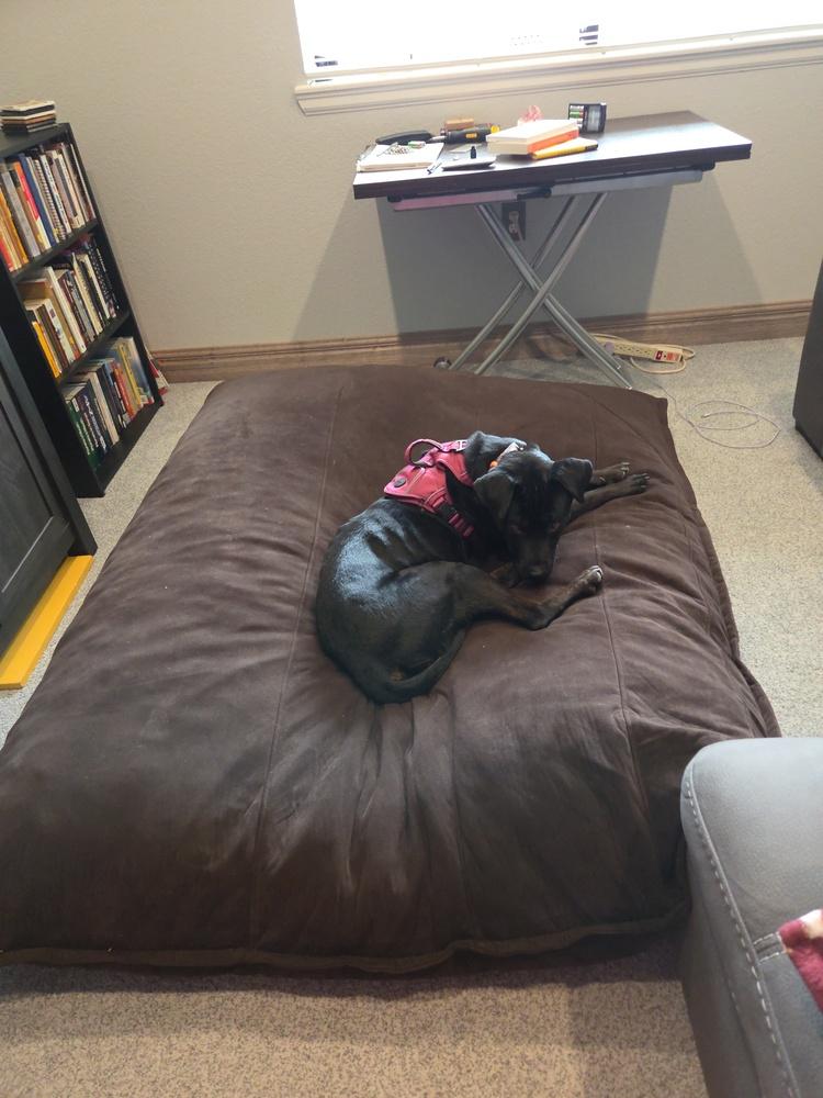 LEIA, Adoptable, Adult Female Pit Bull Terrier.