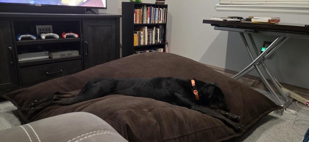 Enlarge LEIA, a Adoptable mixed breed in Broomfield, CO image 2/6