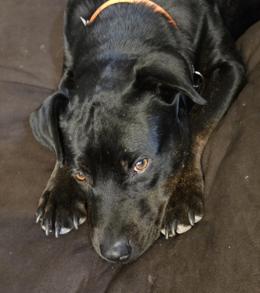 Enlarge LEIA, a Adoptable mixed breed in Broomfield, CO image 3/6