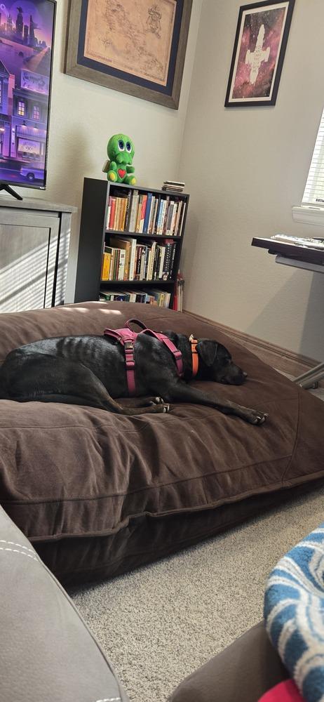 Enlarge LEIA, a Adoptable mixed breed in Broomfield, CO image 3/6