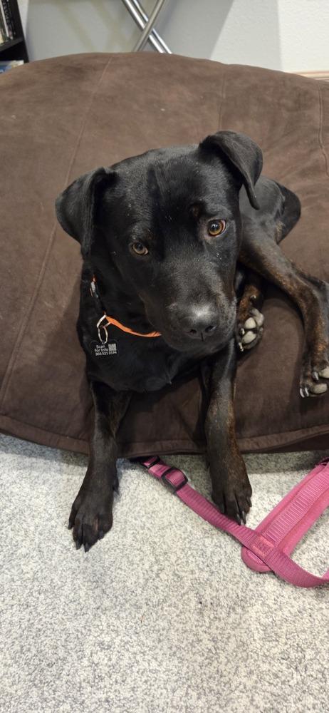 Enlarge LEIA, a Adoptable mixed breed in Broomfield, CO image 4/6