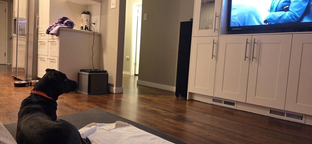 Enlarge LEIA, a Adoptable mixed breed in Broomfield, CO image 5/6