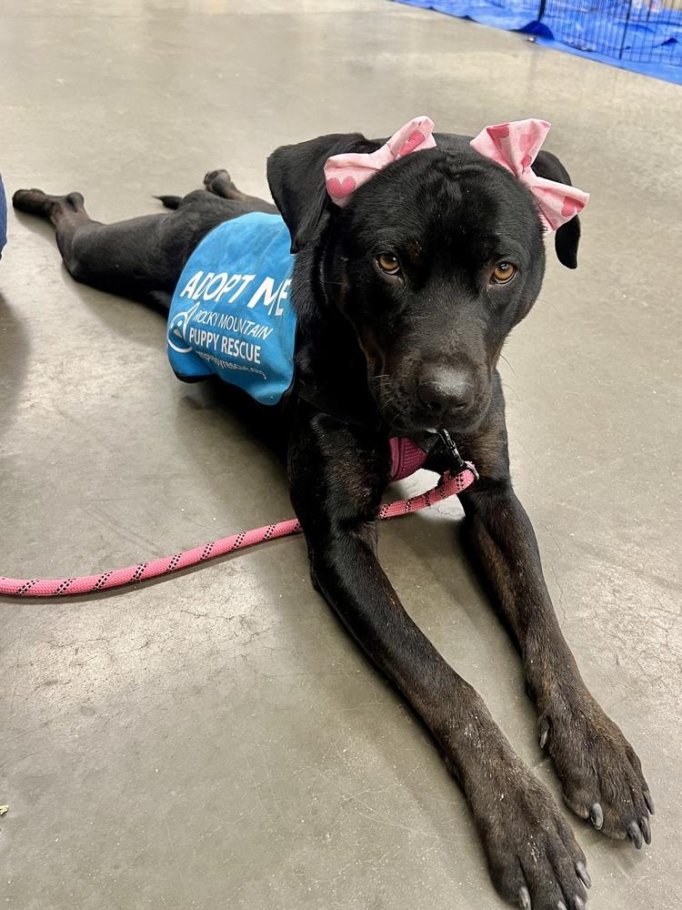 Enlarge LEIA, a Adoptable mixed breed in Broomfield, CO image 5/6