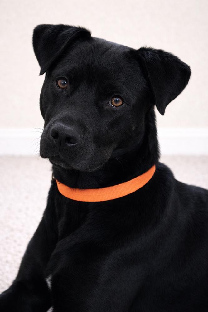 Enlarge LEIA, a Adoptable mixed breed in Broomfield, CO image 6/6