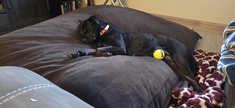 Enlarge LEIA, a Adoptable mixed breed in Broomfield, CO image 6/6