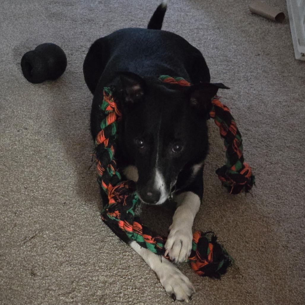 Enlarge Shiloh, a Adoptable Border Collie in Idaho Falls, ID image 1/6