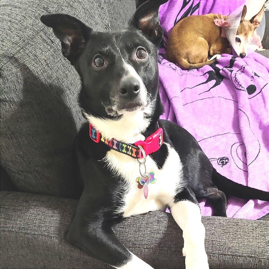 Enlarge Shiloh, a Adoptable Border Collie in Idaho Falls, ID image 2/6