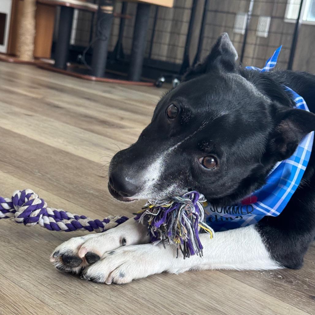 Shiloh, Adoptable, Senior Male Border Collie.