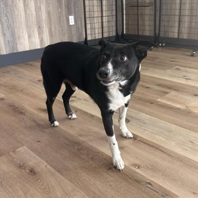 Enlarge Shiloh, a Adoptable Border Collie in Idaho Falls, ID image 3/6