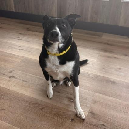 Enlarge Shiloh, a Adoptable Border Collie in Idaho Falls, ID image 4/6