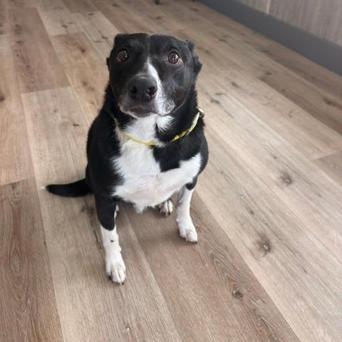 Enlarge Shiloh, a Adoptable Border Collie in Idaho Falls, ID image 5/6