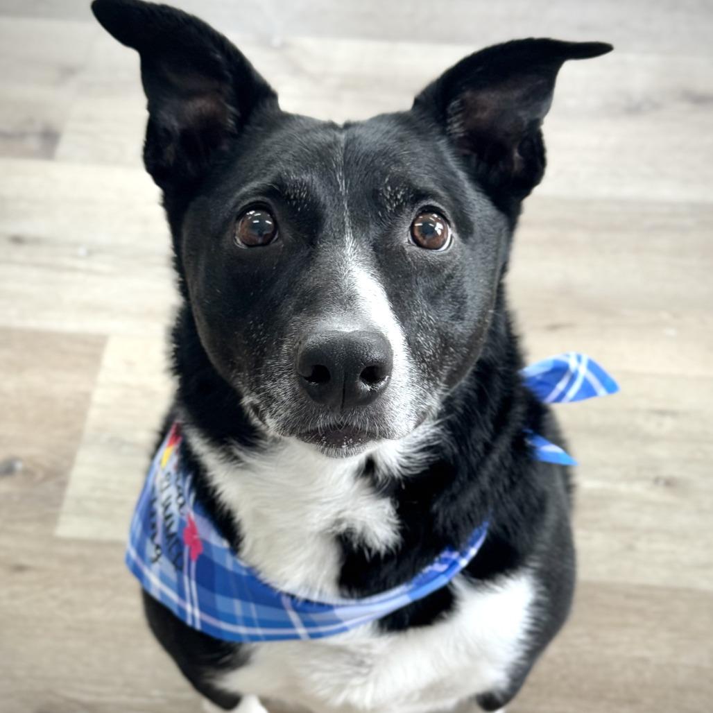 Enlarge Shiloh, a Adoptable Border Collie in Idaho Falls, ID image 6/6