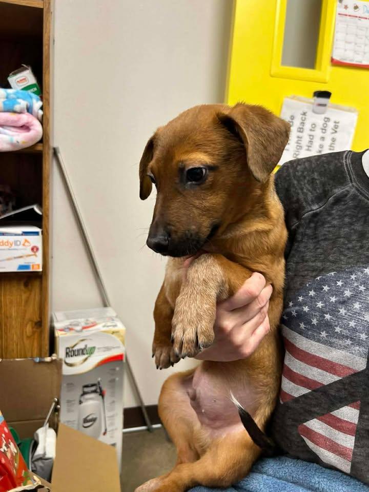 Rowan, ADOPTABLE, Young Male Australian Cattle Dog / Blue Heeler.
