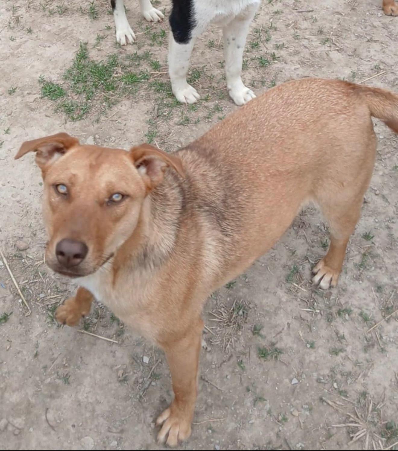 Enlarge Shay, a Adoptable mixed breed in East Dundee , IL image 1/2