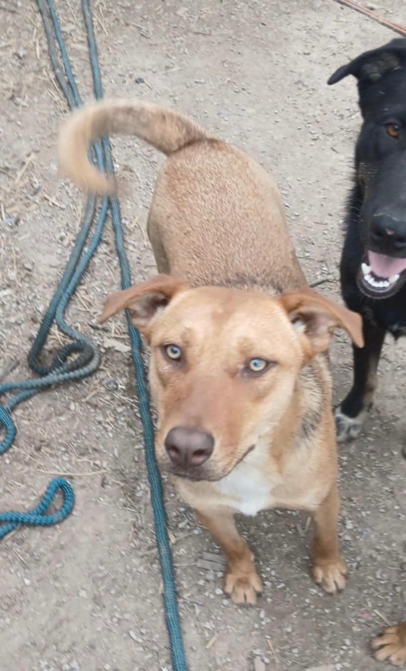 Enlarge Shay, a Adoptable mixed breed in East Dundee , IL image 2/2