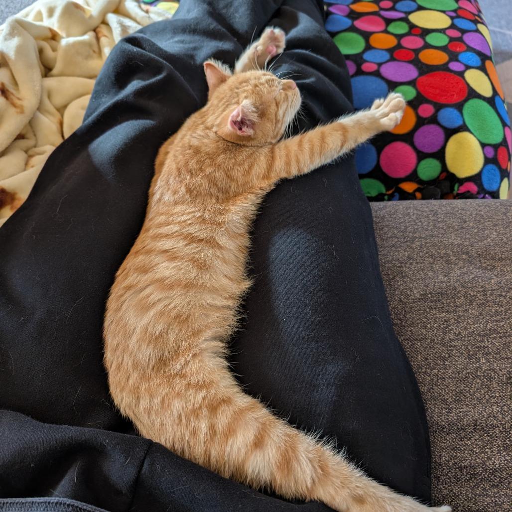 Harvey, Adoptable, Kitten Male Domestic Short Hair.