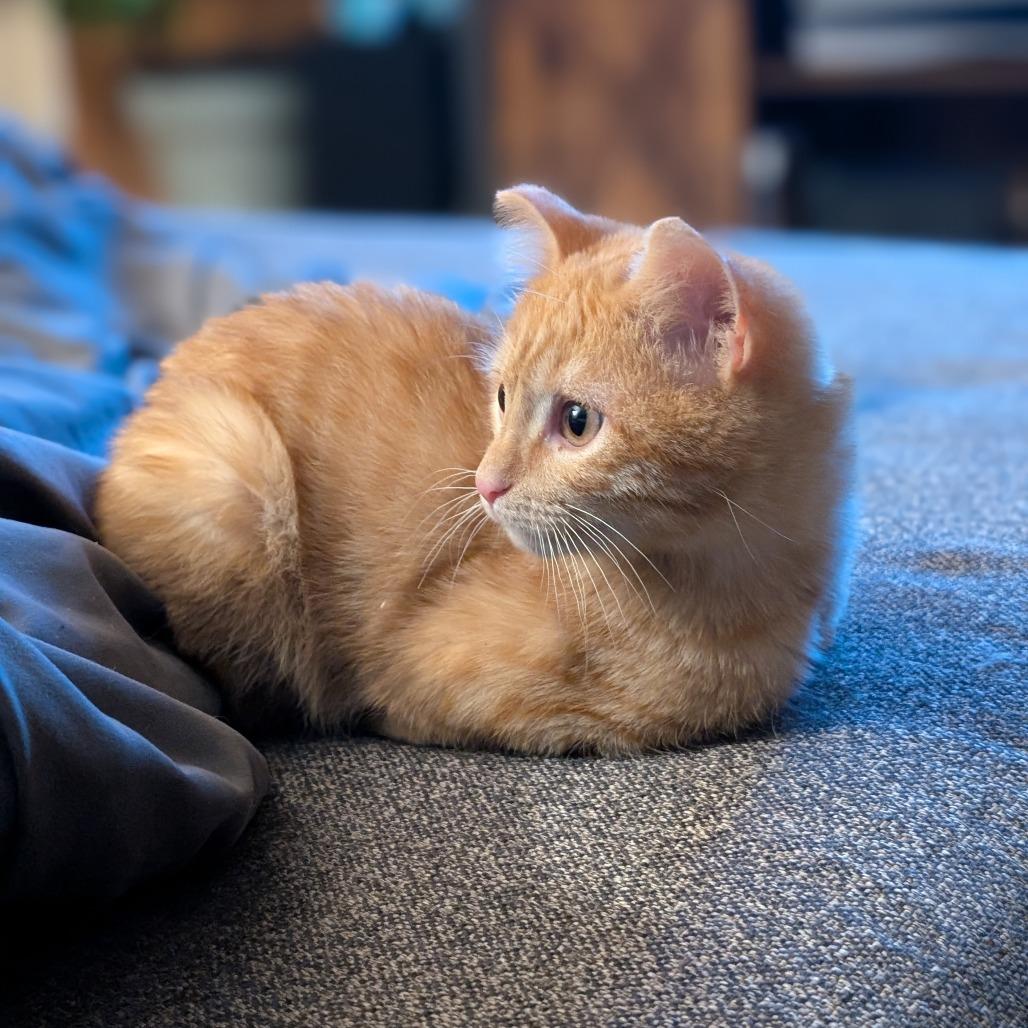 Enlarge Harvey, a Adoptable Domestic Short Hair in Boulder, CO image 2/5