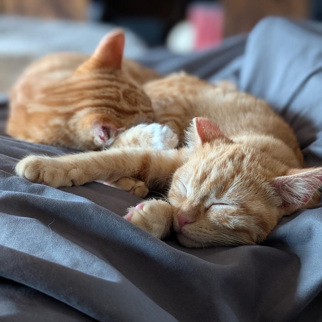 Enlarge Harvey, a Adoptable Domestic Short Hair in Boulder, CO image 3/5