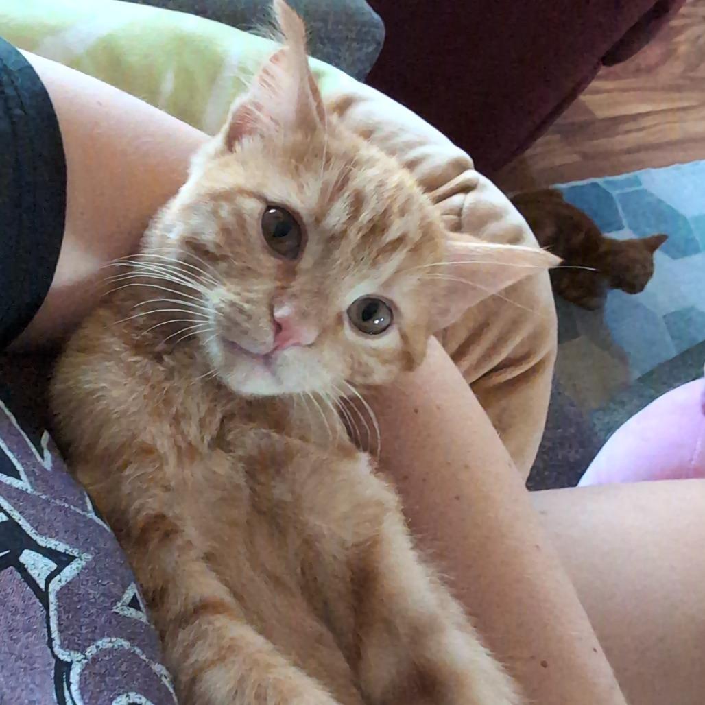 Enlarge Harvey, a Adoptable Domestic Short Hair in Boulder, CO image 4/5