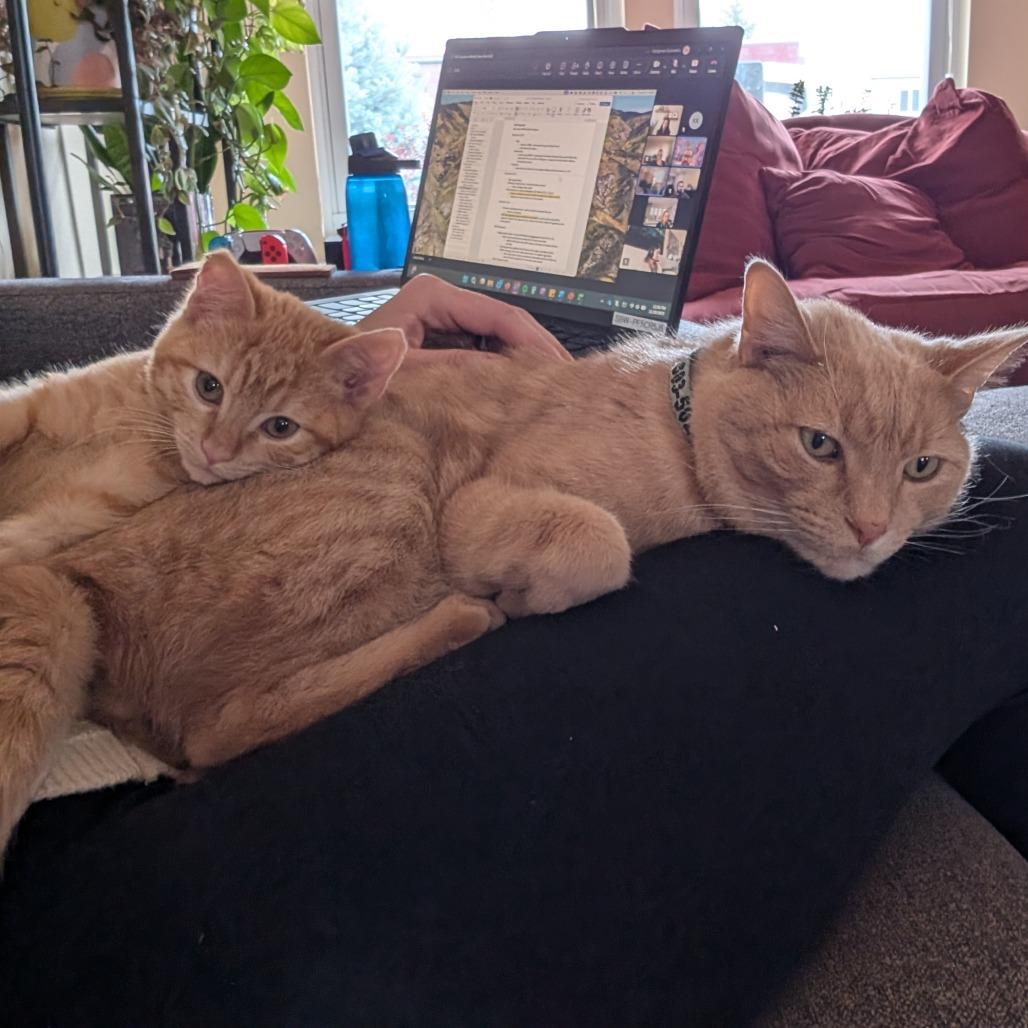 Enlarge Harvey, a Adoptable Domestic Short Hair in Boulder, CO image 5/5