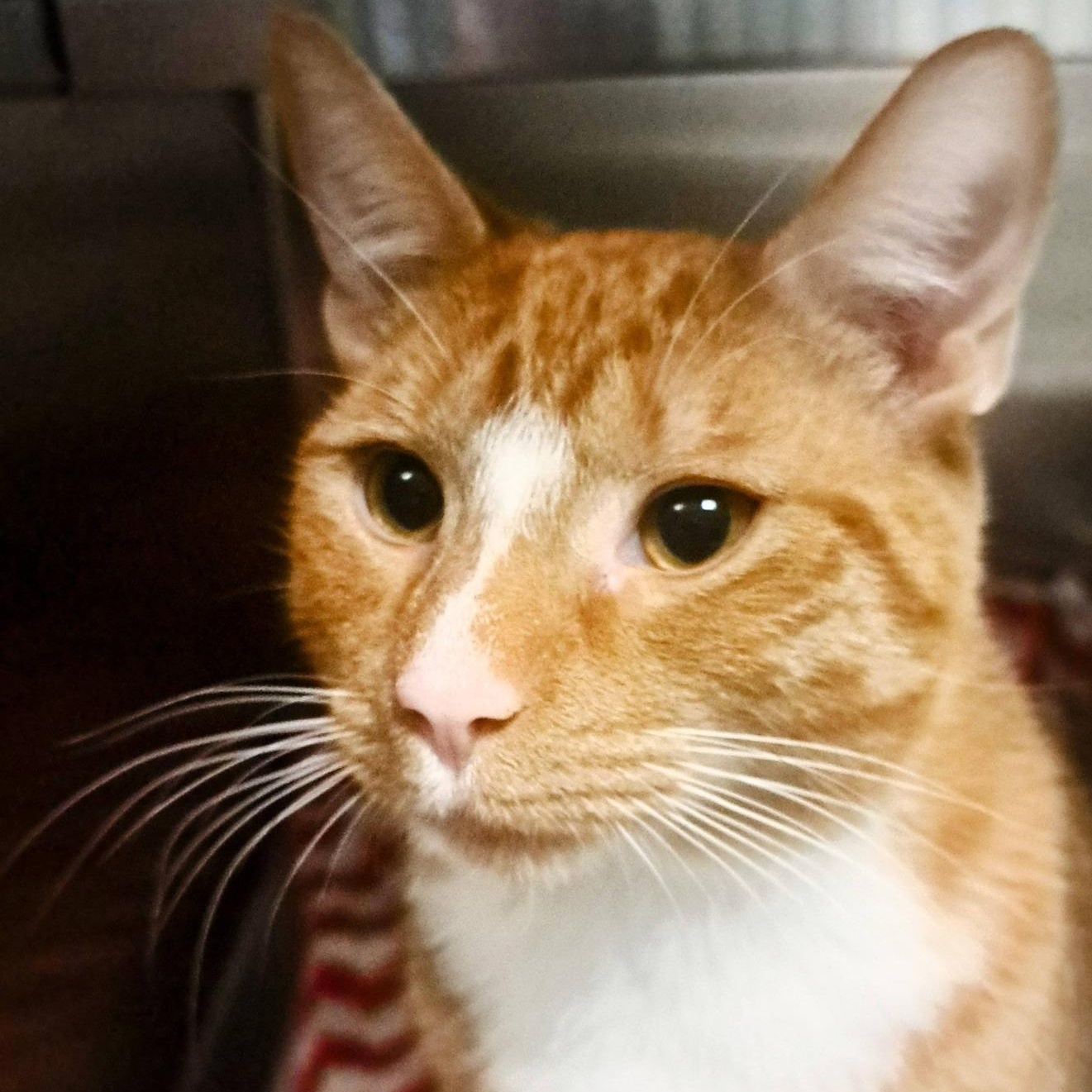 Ru Paul, adopted, Adult Male Domestic Short Hair.