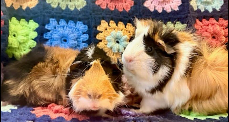 Enlarge Bruce & Bruno, a Adopted Guinea Pig in Amherst, NY image 1/3
