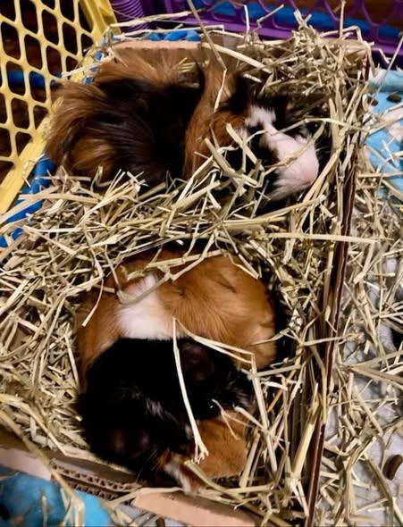 Enlarge Bruce & Bruno, a Adopted Guinea Pig in Amherst, NY image 2/3