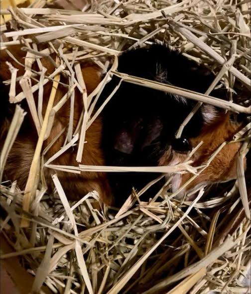 Enlarge Bruce & Bruno, a Adopted Guinea Pig in Amherst, NY image 3/3