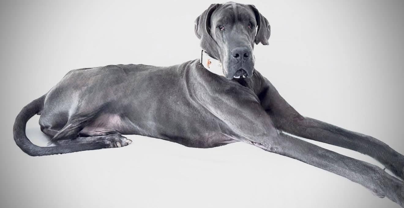 Kenzo, adopted, Adult Male Great Dane.